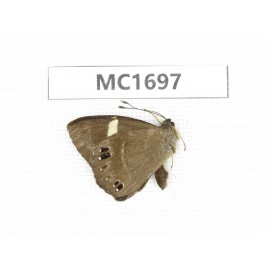 Abisara fylloides. China, Sichuan, Liangshan, Dechang county. 1M. MC1697.