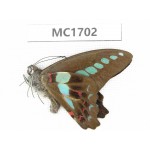 Graphium sarpedon ssp. China, Sichuan, Liangshan, Dechang county. 1M.MC1702.