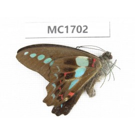 Graphium sarpedon ssp. China, Sichuan, Liangshan, Dechang county. 1M.MC1702.