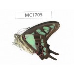 Graphium cloanthus ssp. China, Sichuan, Liangshan, Dechang county. 1M.MC1705.