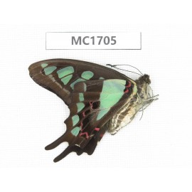 Graphium cloanthus ssp. China, Sichuan, Liangshan, Dechang county. 1M.MC1705.