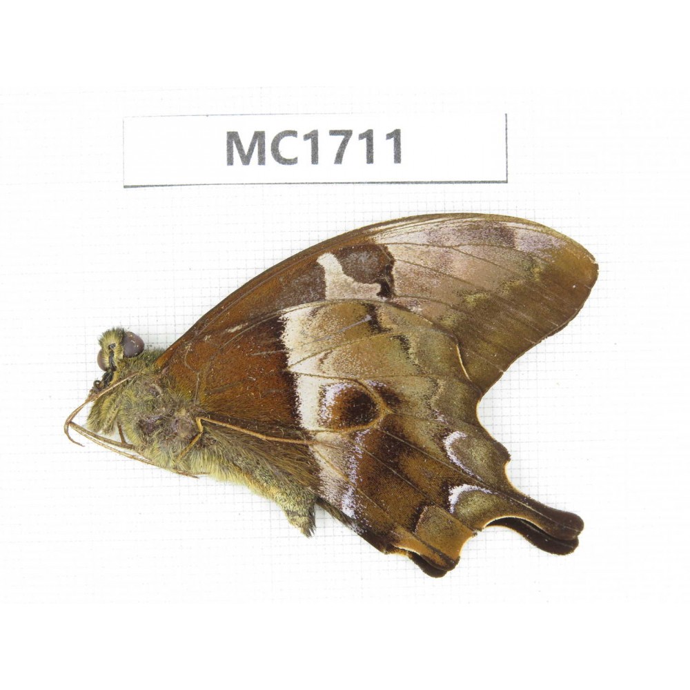Meandrusa sp. China, Sichuan, Liangshan, Dechang county. 1M. MC1711.