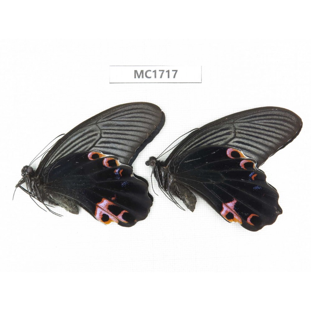 Papilio protenor ssp. China, W of Sichuan, Liangshan area, Dechang county. 2M. MC1717.