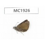 Erynnis pelias. China, Tibet, Qamdo, Mangkang conty, Mt.Zonglanshan.1M. MC1926.