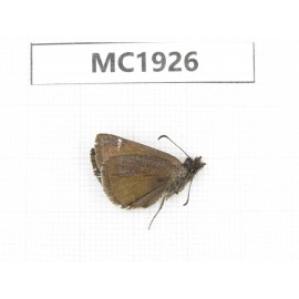 Erynnis pelias. China, Tibet, Qamdo, Mangkang conty, Mt.Zonglanshan.1M. MC1926.