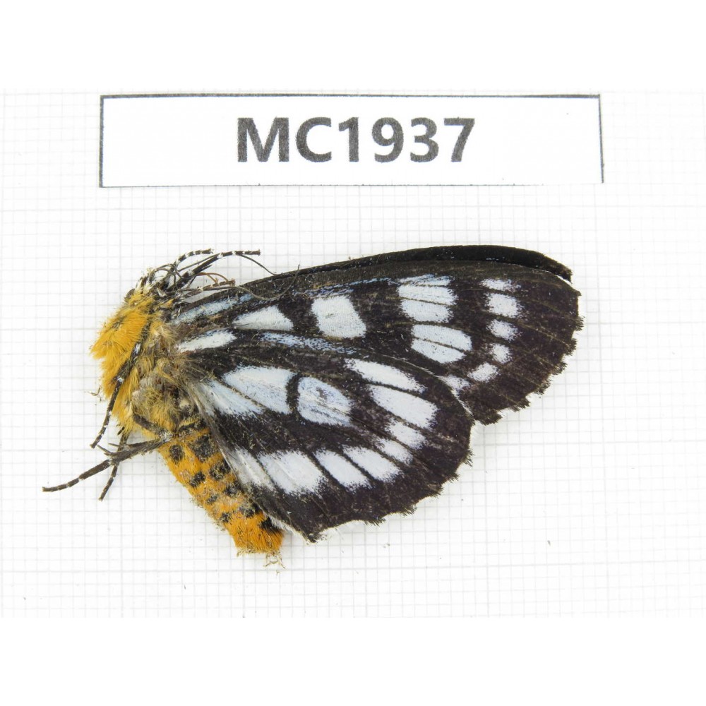 Day flying moths sp. China, Ganzi, Jiulong county. 1Pcs. MC1937.