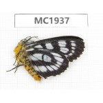 Day flying moths sp. China, Ganzi, Jiulong county. 1Pcs. MC1937.