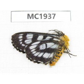 Day flying moths sp. China, Ganzi, Jiulong county. 1Pcs. MC1937.