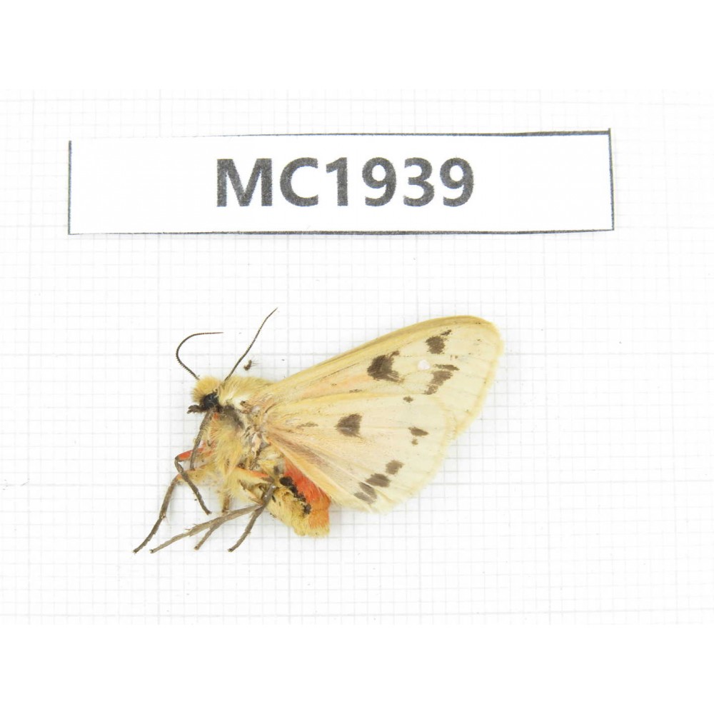 Arctiidae sp. China, Sichuan, Ganzi, Jiulong county. 1Pcs. MC1939.