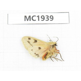 Arctiidae sp. China, Sichuan, Ganzi, Jiulong county. 1Pcs. MC1939.