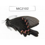 Papilio bianor. China, S part of Shaanxi, Xi’an, Mt.Cuihuashan. 1M. MC2102.