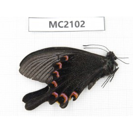 Papilio bianor. China, S part of Shaanxi, Xi’an, Mt.Cuihuashan. 1M. MC2102.