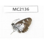 Daimio tethys. China,  Shaanxi, Xi'an, Mt.Cuihuashan.1M. MC2136.