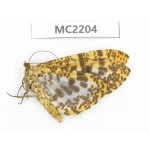 Geometridae sp. China,  Guizhou, Qiandongnan area, Congjiang county. 1Pcs. MC2204.