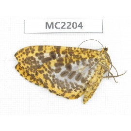 Geometridae sp. China,  Guizhou, Qiandongnan area, Congjiang county. 1Pcs. MC2204.