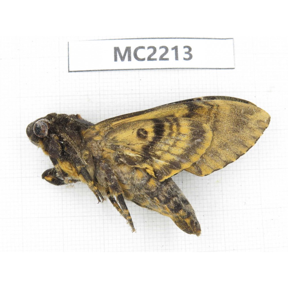 Sphingidae sp. China, Yunnan, Chuxiong, Shuangbai county. 1Pcs. MC2213.