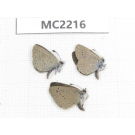 Zizina emelina. China, Yunnan, Kunming, Dongchuan. 1M2F. MC2216.