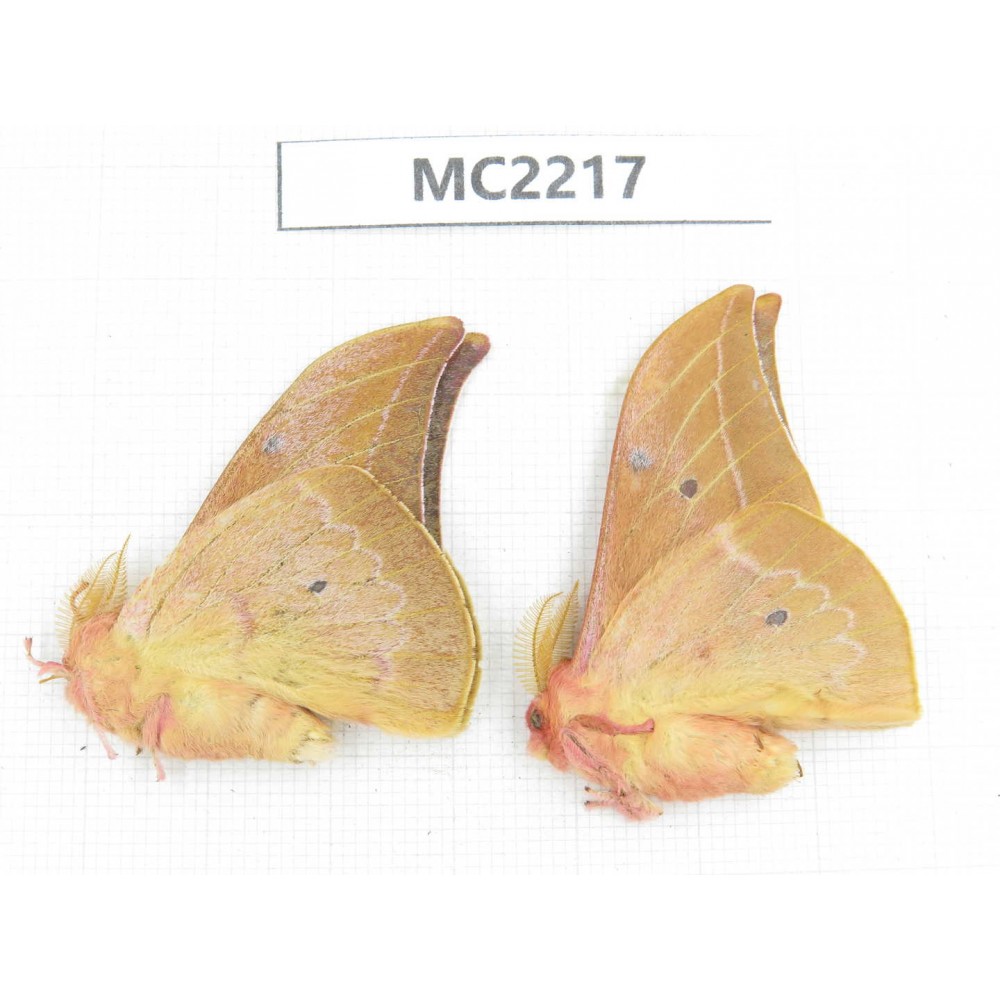 Saturniidae sp. China, Yunnan, Dali, S of Dali. 2M. MC2217.