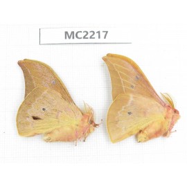 Saturniidae sp. China, Yunnan, Dali, S of Dali. 2M. MC2217.