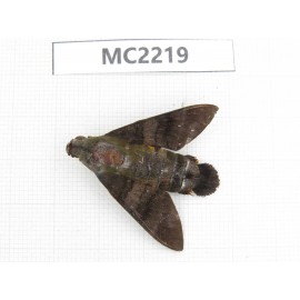 Sphingidae sp. China, W of Yunnan, Dali area, Fengyi town.1Pcs. MC2219.