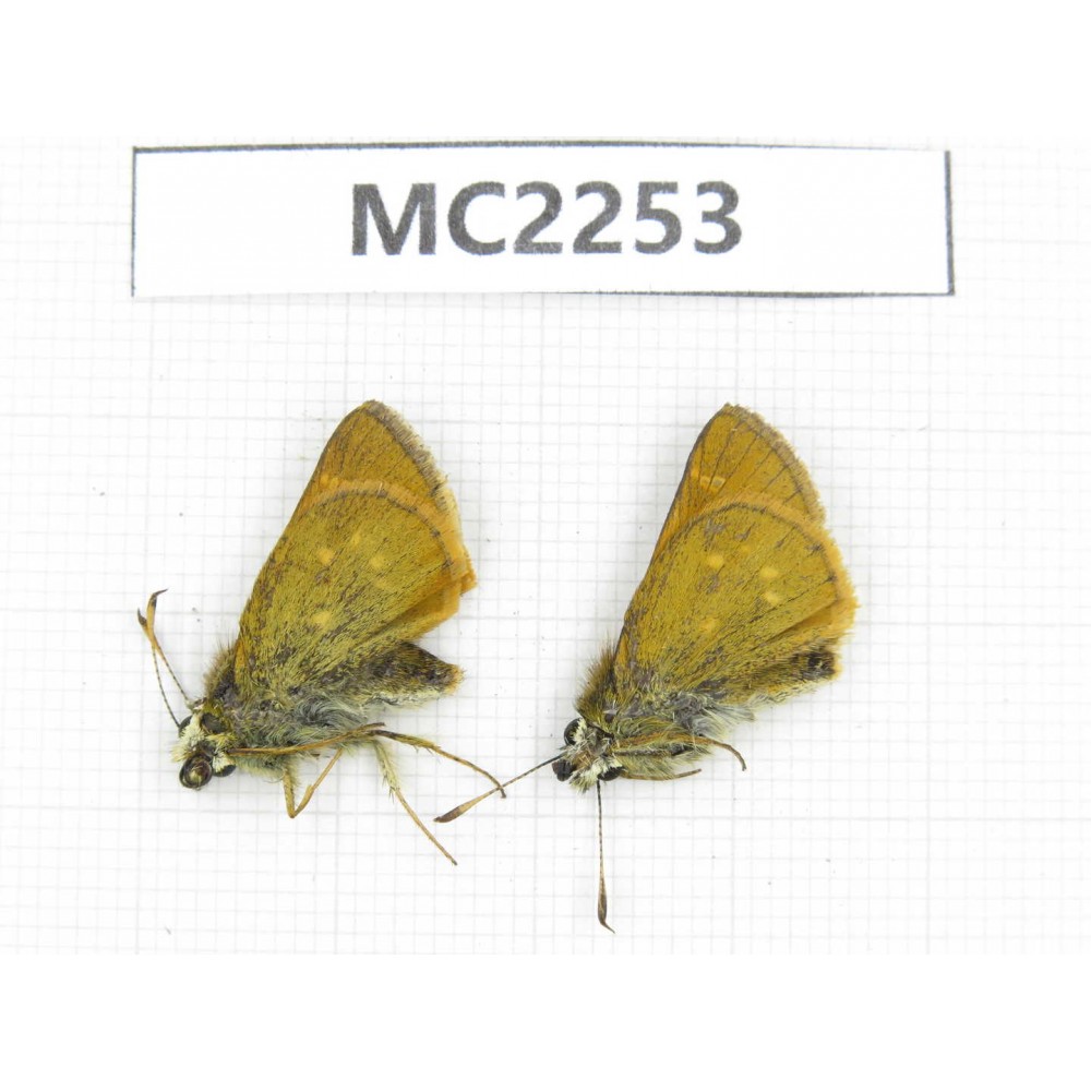 Thoressa sp. China, Sichuan, Ganzi, Batang county. 2M. MC2253.