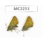 Thoressa sp. China, Sichuan, Ganzi, Batang county. 2M. MC2253.