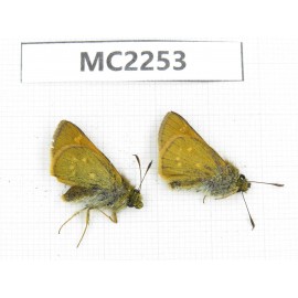 Thoressa sp. China, Sichuan, Ganzi, Batang county. 2M. MC2253.