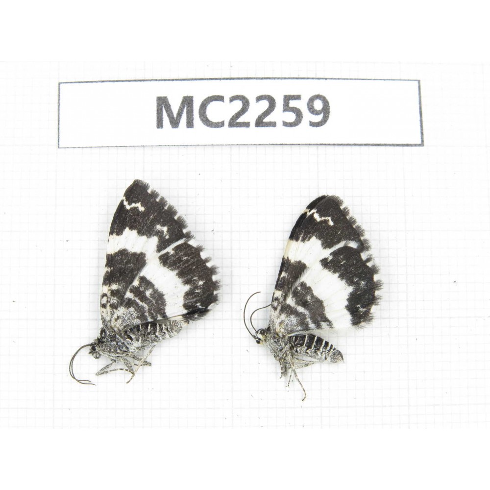 Day flying moths sp. China, Sichuan, Batang (Tibet border). 2Pcs. MC2259.