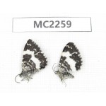 Day flying moths sp. China, Sichuan, Batang (Tibet border). 2Pcs. MC2259.