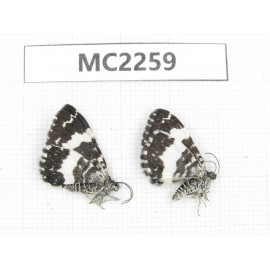 Day flying moths sp. China, Sichuan, Batang (Tibet border). 2Pcs. MC2259.