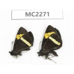 Barca bicolor. China, Yunnan, Xiangerila, Mt.Meilixueshan. 2M. MC2271.