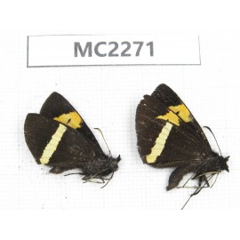 Barca bicolor. China, Yunnan, Xiangerila, Mt.Meilixueshan. 2M. MC2271.