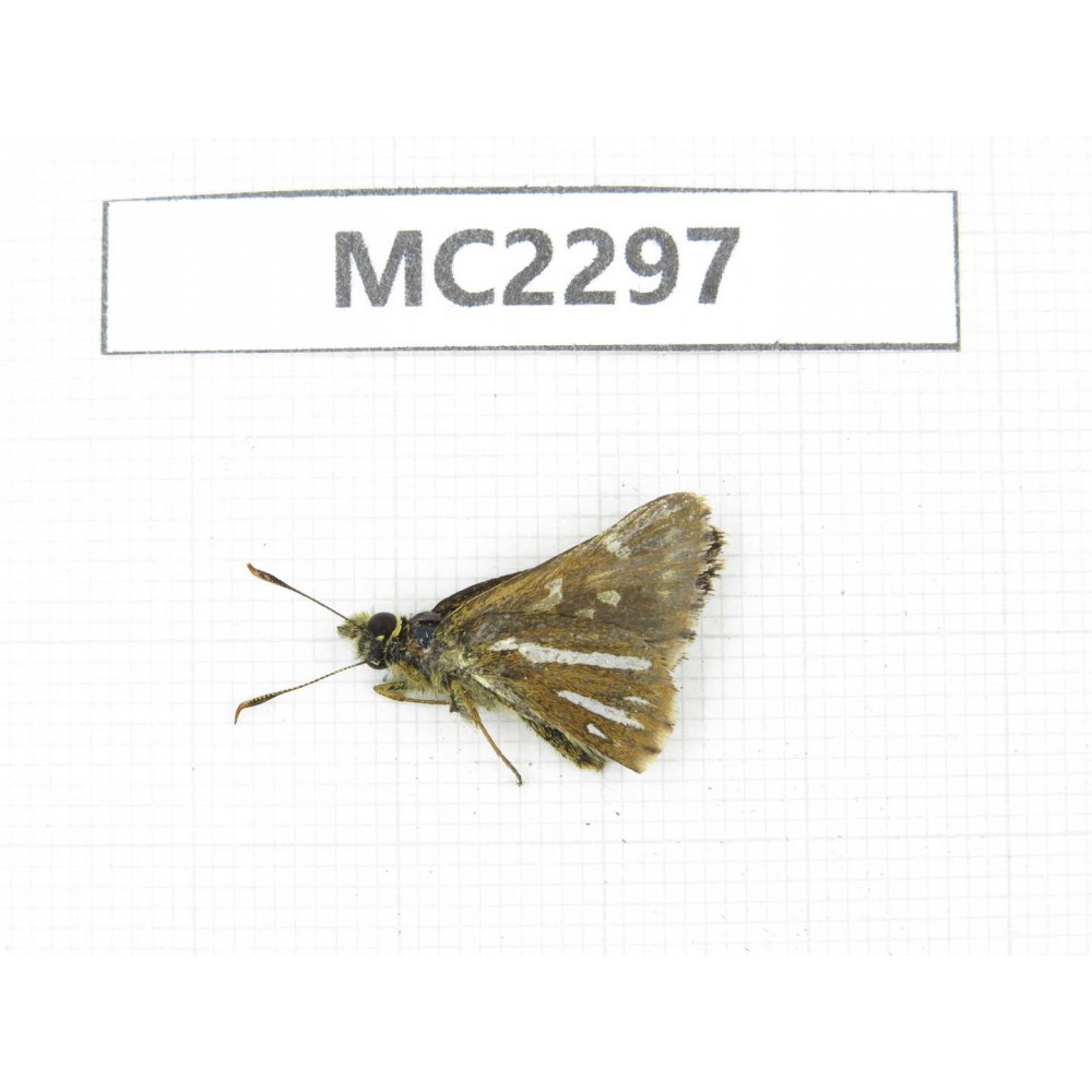 Thoressa bivitta. China, Yunnan, Xiangerila, Mt.Daxueshan. 1M. MC2297.