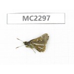 Thoressa bivitta. China, Yunnan, Xiangerila, Mt.Daxueshan. 1M. MC2297.