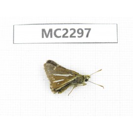 Thoressa bivitta. China, Yunnan, Xiangerila, Mt.Daxueshan. 1M. MC2297.