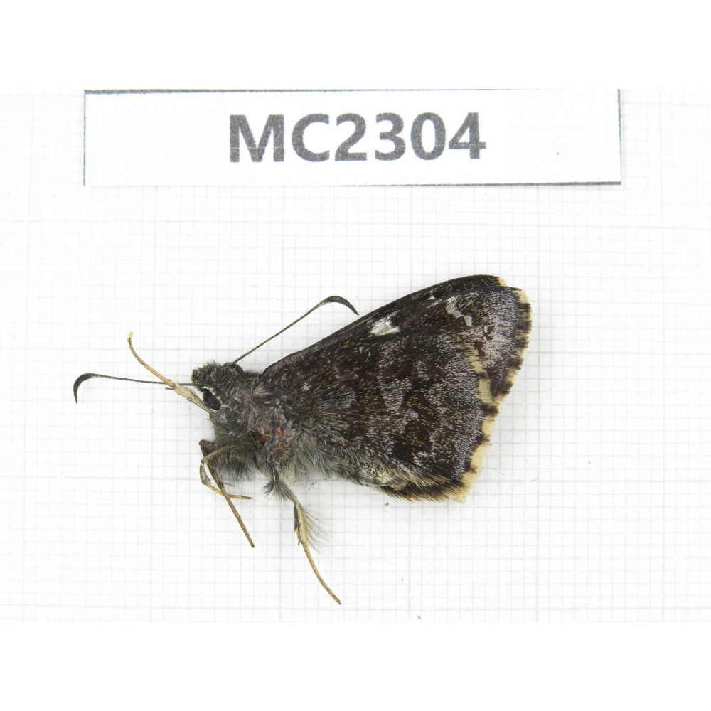 Lobocla bifasciata. China, Yunnan, Xiangerila, Mt.Baimaxueshan. 1M. MC2304.