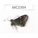 Lobocla bifasciata. China, Yunnan, Xiangerila, Mt.Baimaxueshan. 1M. MC2304.