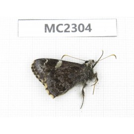 Lobocla bifasciata. China, Yunnan, Xiangerila, Mt.Baimaxueshan. 1M. MC2304.