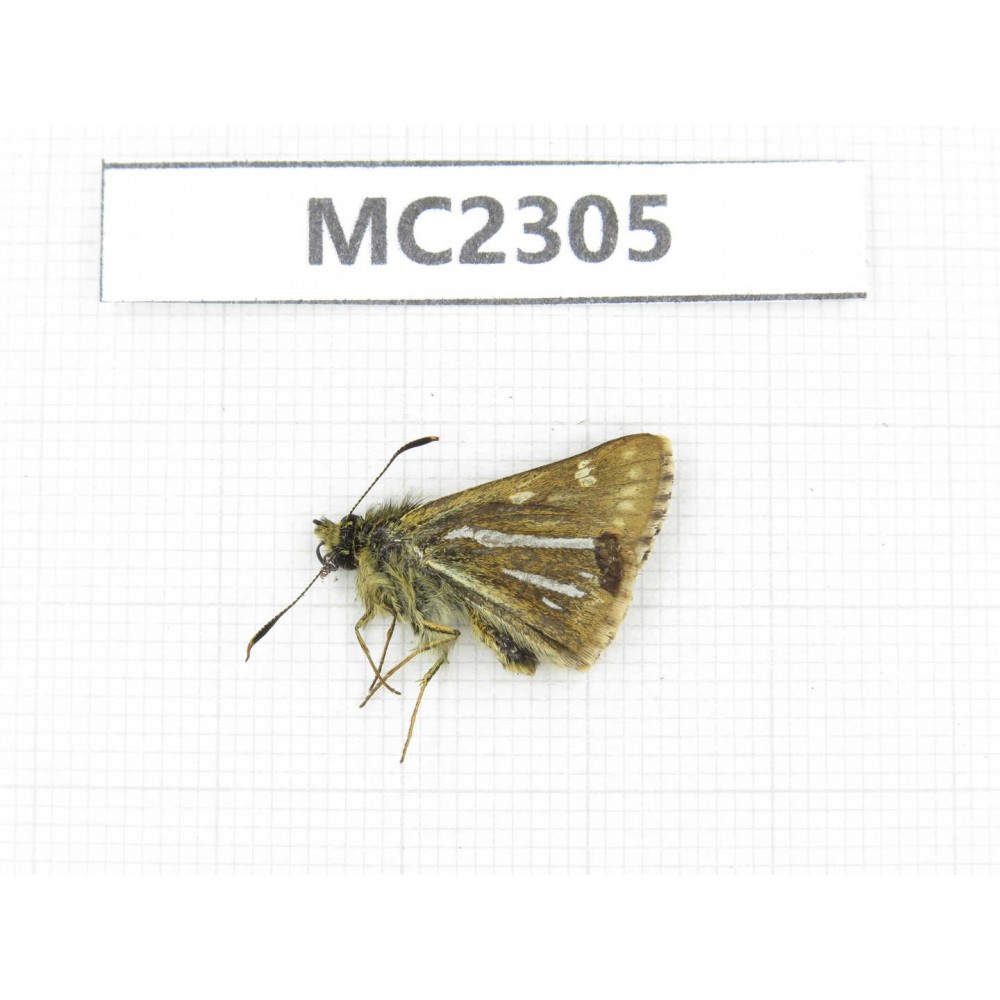 Thoressa bivitta. China, Yunnan, Xiangerila, Mt.Baimaxueshan. 1M. MC2305.