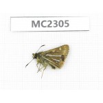 Thoressa bivitta. China, Yunnan, Xiangerila, Mt.Baimaxueshan. 1M. MC2305.