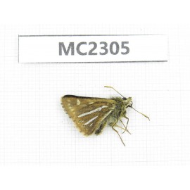 Thoressa bivitta. China, Yunnan, Xiangerila, Mt.Baimaxueshan. 1M. MC2305.
