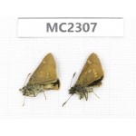 Thoressa sp. China, Yunnan, Xiangerila, Mt.Baimaxueshan. 2M. MC2307.