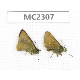 Thoressa sp. China, Yunnan, Xiangerila, Mt.Baimaxueshan. 2M. MC2307.