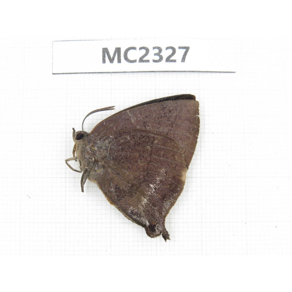 Amblypodia anita. China, Hainan Is., Mt.Limushan. 1M. MC2327.