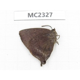 Amblypodia anita. China, Hainan Is., Mt.Limushan. 1M. MC2327.