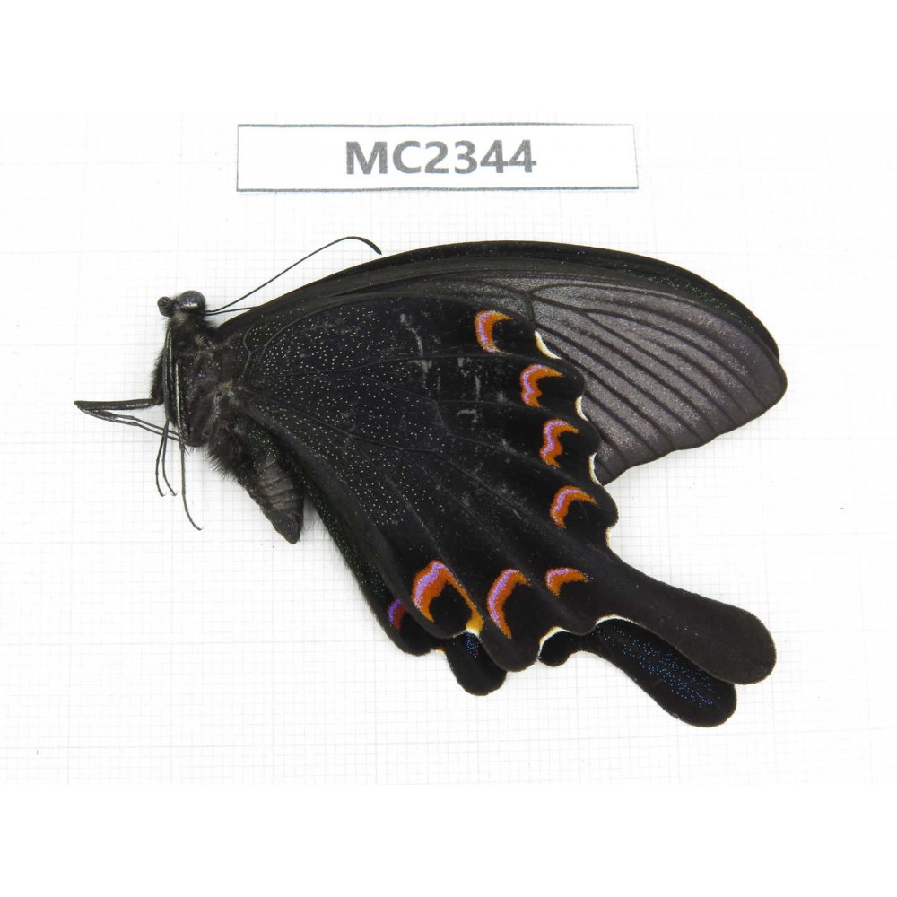 Papilio bianor ssp. China, Zhejiang, Ningbo.1M. MC2344.