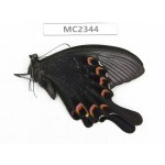 Papilio bianor ssp. China, Zhejiang, Ningbo.1M. MC2344.