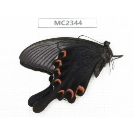 Papilio bianor ssp. China, Zhejiang, Ningbo.1M. MC2344.