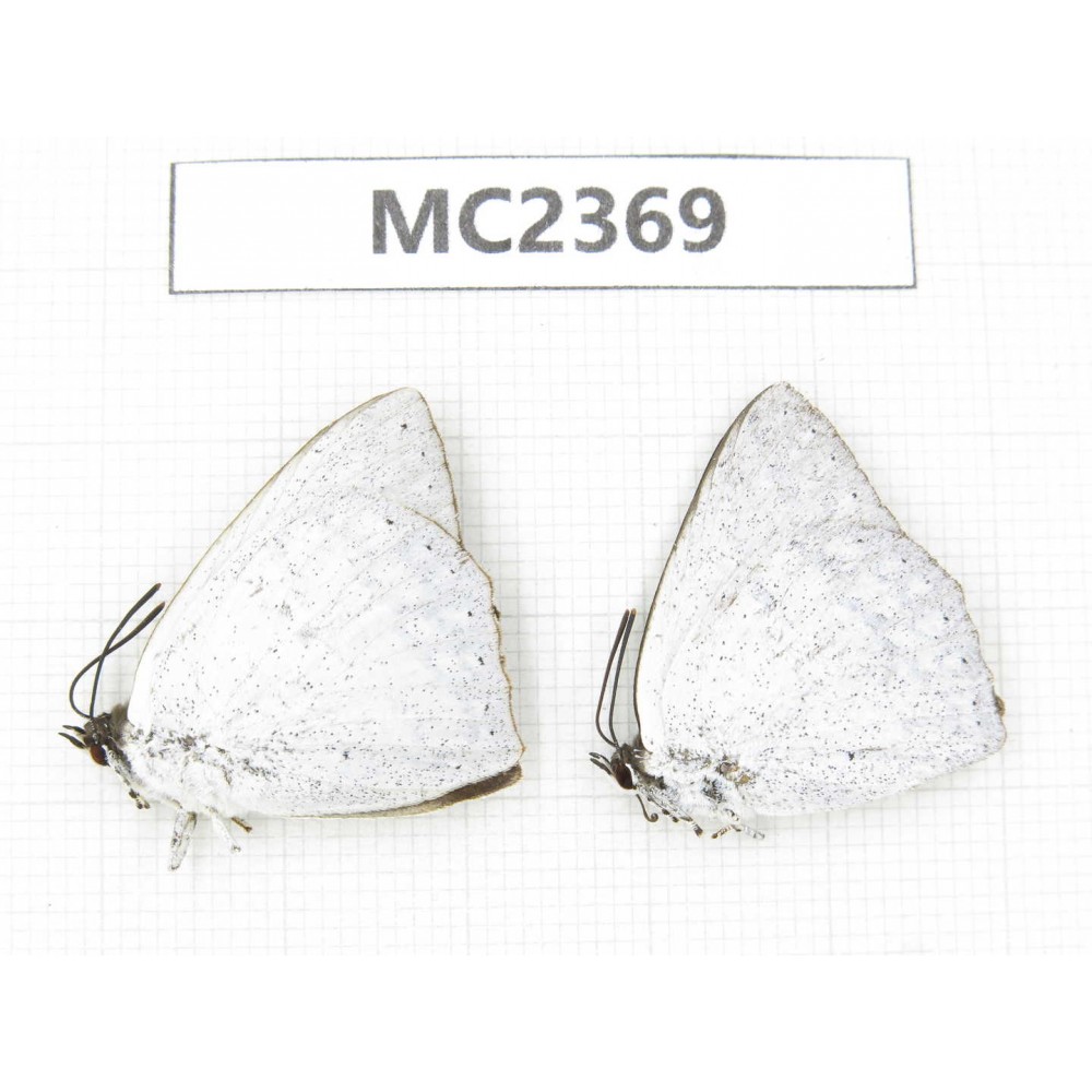Curetis acuta. China, Fujian, Fuzhou. 2M. MC2369.