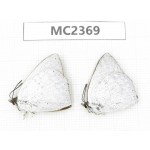 Curetis acuta. China, Fujian, Fuzhou. 2M. MC2369.